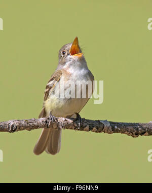 Least Flycatcher, Empidonax minimus calls from a perch near a pond in Saskatoon, Saskatchewan Stock Photo