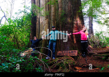 Three people join hands around the base of an old growth cedar tree on Meares Island near Tofino, British Columbia, Canada Stock Photo