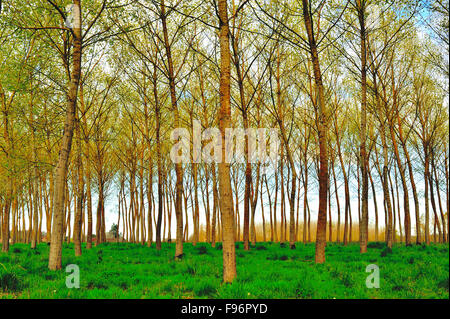 poplar, populus spp., forest near Castillones, LotetGaronne Department, Aquitaine, France Stock Photo