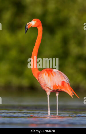 American flamingo (Phoenicopterus ruber) feeding in a lagoon in Cuba. Stock Photo