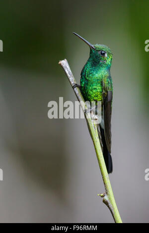 Cuban Emerald (Chlorostilbon ricordii) perched on a branch in Cuba. Stock Photo