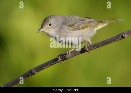 Yellow Warbler (Setophaga petechia) perched on a branch in Cuba. Stock Photo