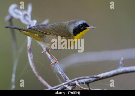 Common Yellowthroat (Geothlypis trichas) perched on a branch in Cuba. Stock Photo