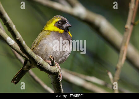 Cuban grassquit (Tiaris canorus) perched on a branch in Cuba. Stock Photo