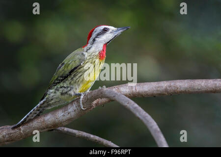 Cuban Green Woodpecker (Xiphidiopicus percussus) perched on a branch in Cuba. Stock Photo
