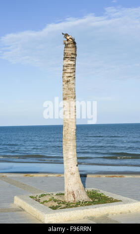 Dry dead palm tree on Florida home backyard Stock Photo - Alamy