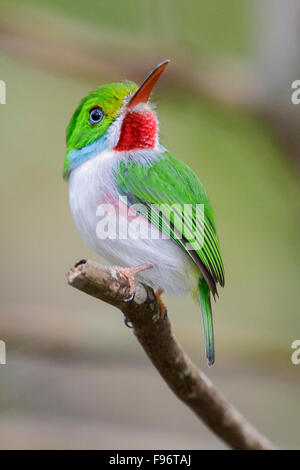 Cuban Tody (Todus multicolor) perched on a branch in Cuba. Stock Photo