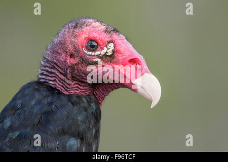 Turkey Vulture (Cathartes aura) perched on a branch in Cuba. Stock Photo