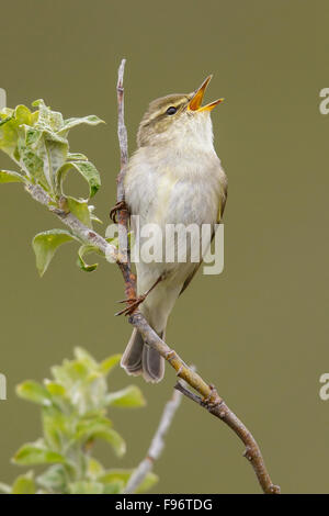 Arctic warbler (Phylloscopus borealis) perched on a branch in Nome, Alaska. Stock Photo