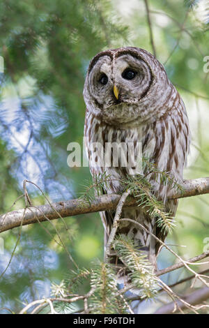 Barred Owl (Strix varia) perched on a branch in Victoria, BC, Canada. Stock Photo