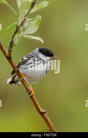 Blackpoll Warbler (Dendroica striata) perched on a branch in Nome, Alaska. Stock Photo