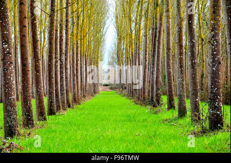 poplar, populus spp., forest near Moirax, Laperche, LotetGaronne Department, Aquitaine, France Stock Photo