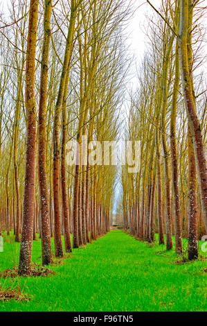 poplar, populus spp., forest near Moirax, Laperche, LotetGaronne Department, Aquitaine, France Stock Photo