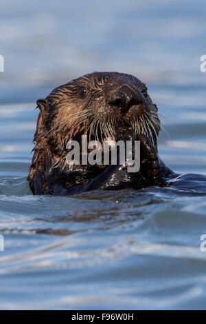 Sea Otter (Enhydra lutris) offshore of Seward, Alaska. Stock Photo