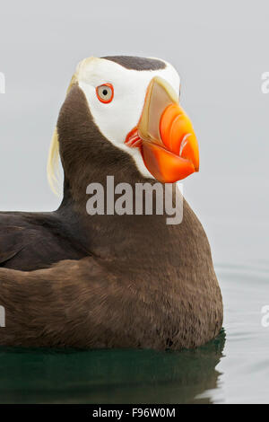 Tufted Puffin (Fratercula cirrhata) swimming on the ocean near the coast of Washington State, USA. Stock Photo