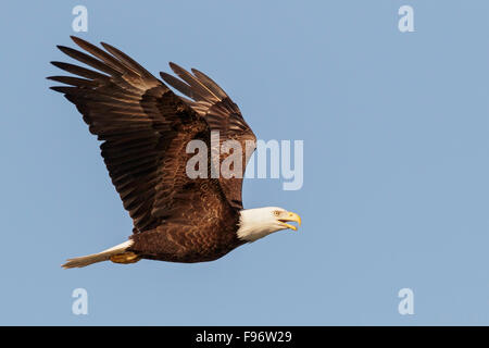 Bald Eagle (Haliaeetus leucocephalus) flying in Seward, Alaska. Stock Photo