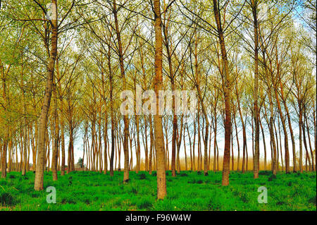 poplar, populus spp., forest near Castillones, LotetGaronne Department, Aquitaine, France Stock Photo