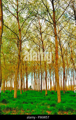 poplar, populus spp., forest near Castillones, LotetGaronne Department, Aquitaine, France Stock Photo