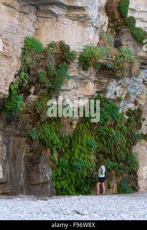 Spring fed limestone wall of fern and Aquilegia flavescens, Yellow Columbine, Colorado River, Grand Canyon, Arizona, United Stock Photo