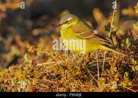 Eastern Yellow Wagtail (Motacilla tschutschensis) perched on the tundra in Nome, Alaska. Stock Photo