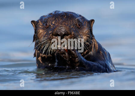Sea Otter (Enhydra lutris) offshore of Seward, Alaska. Stock Photo