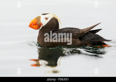 Tufted Puffin (Fratercula cirrhata) swimming on the ocean near the coast of Washington State, USA. Stock Photo