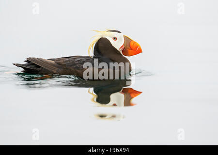 Tufted Puffin (Fratercula cirrhata) swimming on the ocean near the coast of Washington State, USA. Stock Photo