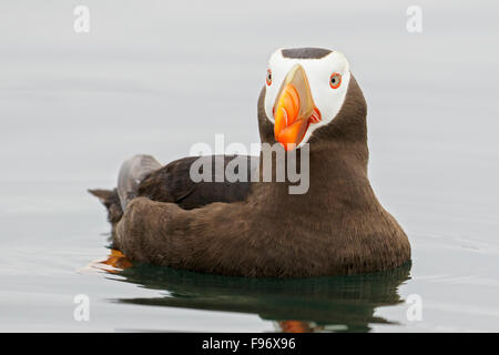 Tufted Puffin (Fratercula cirrhata) swimming on the ocean near the coast of Washington State, USA. Stock Photo