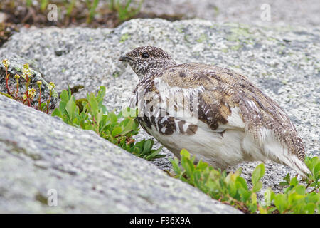 Whitetailed Ptarmigan (Lagopus leucurus) in the alpine habitat of British Columbia, Canada. Stock Photo