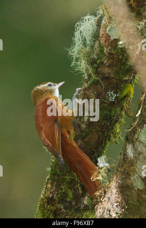 Ruddy Treerunner (Margarornis rubiginosus) perched on a branch in Costa Rica. Stock Photo