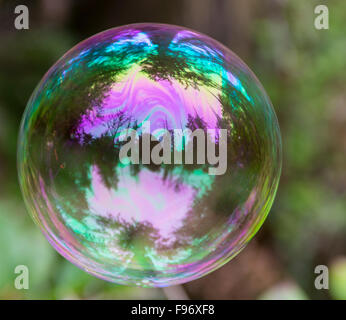 Soap bubble in forest, British Colubia, ,Canada Stock Photo