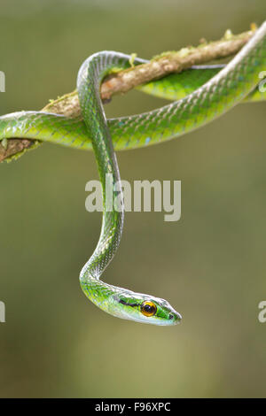 Parrot Snake perched on a branch in Costa Rica, Central America.