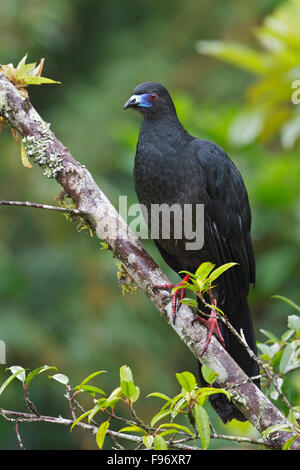 Black Guan (Chamaepetes unicolor) perched on a branch in Costa Rica, Central America. Stock Photo