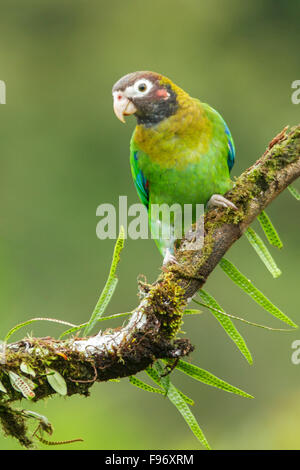 Brownhooded Parrot (Pyrilia haematotis) perched on a branch in Costa Rica. Stock Photo