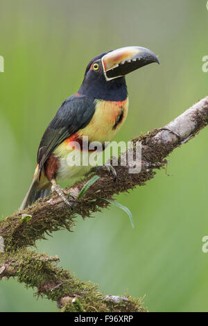 Collared Aracari (Pteroglossus torquatus) perched on a branch in Costa Rica. Stock Photo