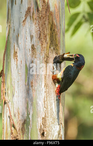 Collared Aracari (Pteroglossus torquatus) perched on a branch in Costa Rica. Stock Photo