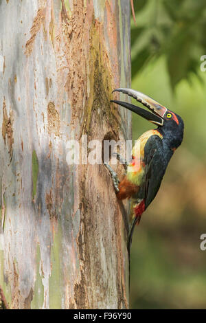 Collared Aracari (Pteroglossus torquatus) perched on a branch in Costa Rica. Stock Photo