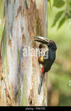 Collared Aracari (Pteroglossus torquatus) perched on a branch in Costa Rica. Stock Photo