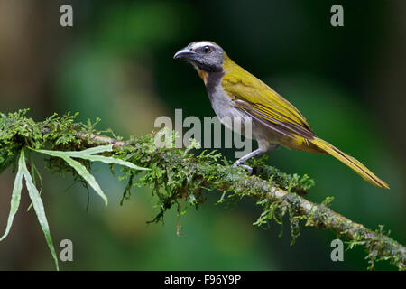 Buffthroated Saltator (Saltator maximus) perched on a branch in Costa Rica, Central America. Stock Photo