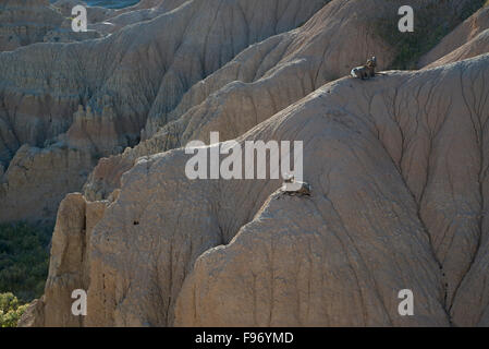 Rocky Mountain Bighorn Sheep Rams resting on rock formations, (Ovus canadensis), introduced in 1964, Badlands National Park, Stock Photo