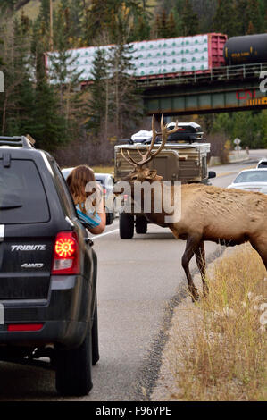 A young bull elk crossing on a busy road in Jasper National Park as a young photographer leans out of her car window to take a Stock Photo