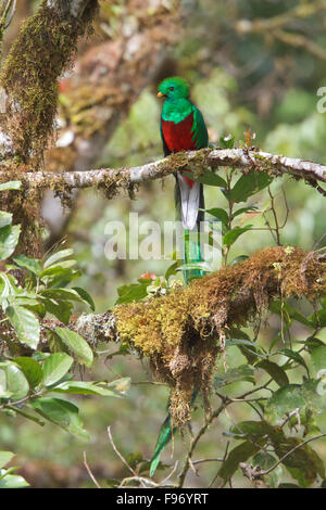 Resplendent Quetzal (Pharomachrus mocinno) perched on a branch in Costa Rica. Stock Photo
