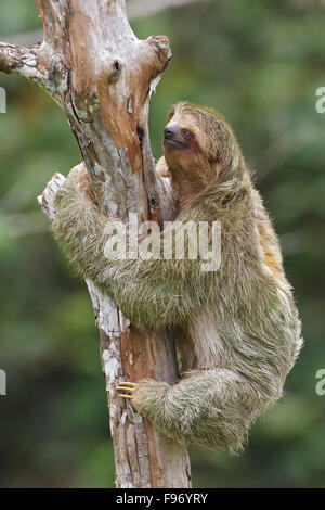 Threetoed Sloth perched on a branch in Costa Rica, Central America. Stock Photo
