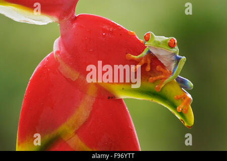 Redeyed Tree Frog perched on a branch in Costa Rica, Central America. Stock Photo