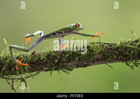 Macro Redeyed Tree Frog perched on a branch in Costa Rica Stock Photo