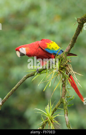 Scarlet Macaw (Ara macao) perched on a branch in Costa Rica.
