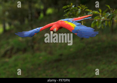 Scarlet Macaw (Ara macao) flying in Costa Rica. Stock Photo