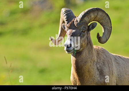 A portrait image of a rocky mountain bighorn sheep,  Orvis canadensis; taken near Cadomine Alberta Canada Stock Photo