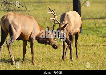 Two bull elk , Cervus elaphus, fighting in a meadow in Jasper National Park Alberta Canada. Stock Photo