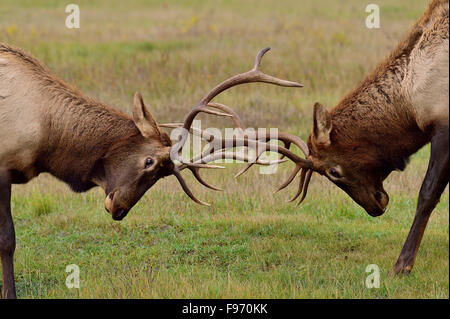 A close up of two young bull elk Cervus elaphus, in a battle during the rutting season in Jasper National Park in Alberta Stock Photo